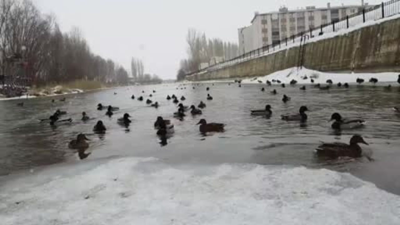 Bayburt'ta Kışlayan Yeşilbaşlı Ördekler