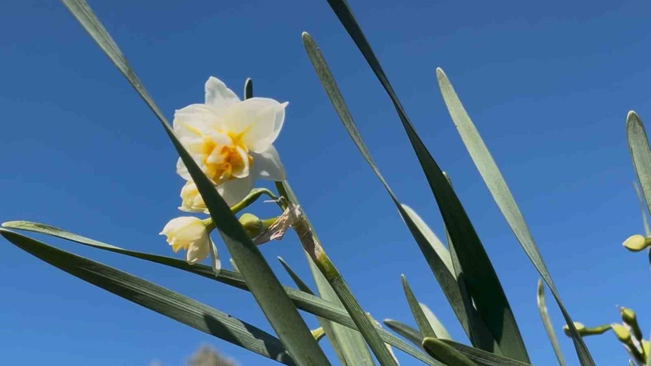 Bayındır Nergisi: Bilim ve Sağlıkta Önemi
