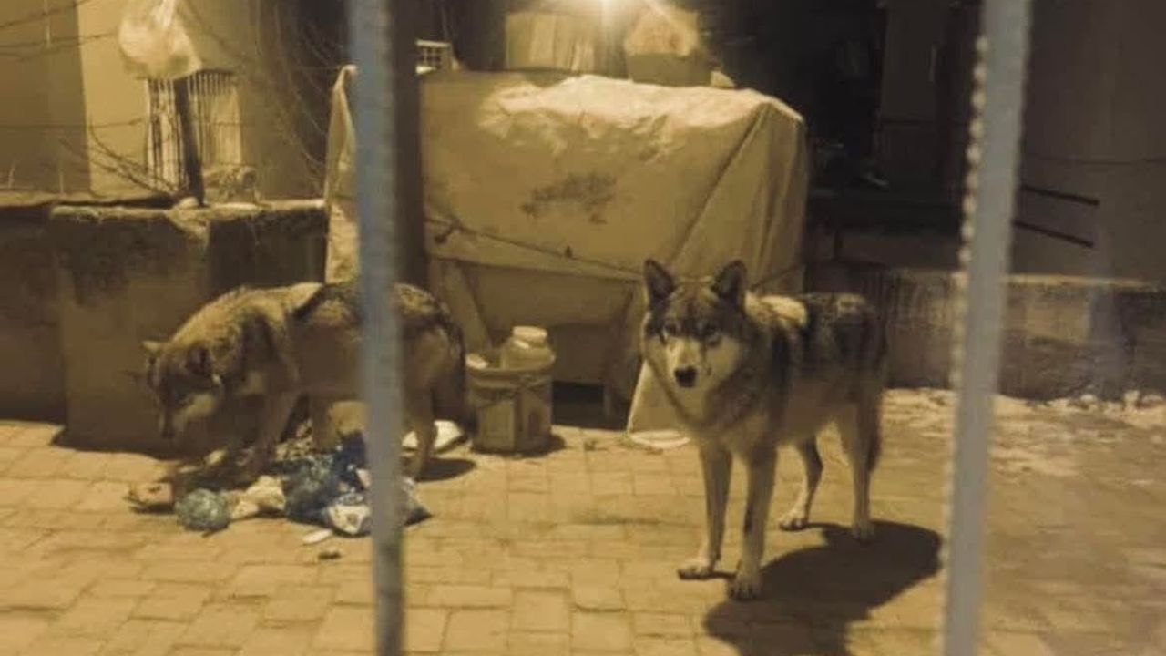 Beypazarı'nda Kurtlar Şehre İndi