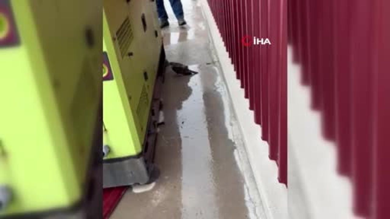 Beypazarı'nda Yaralı Atmaca Kurtarıldı