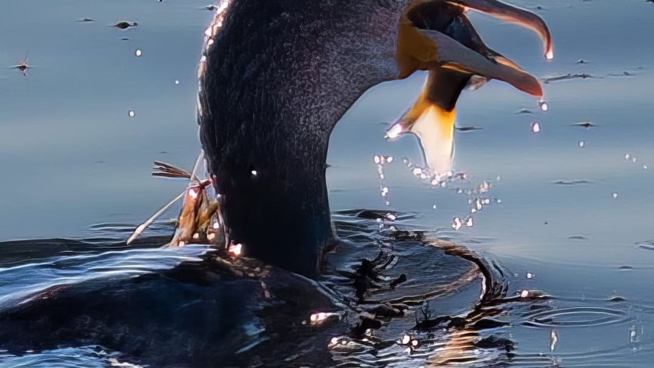 Beyşehir Gölü'nde Emekli Astsubaydan Kuş Fotoğrafçılığına Geçiş