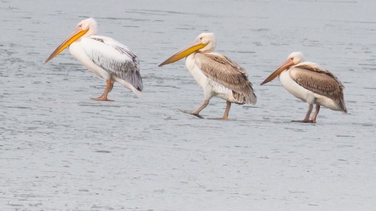 Beyşehir Gölü'nde Kış Manzarası: Pelikanlar Ziyarette
