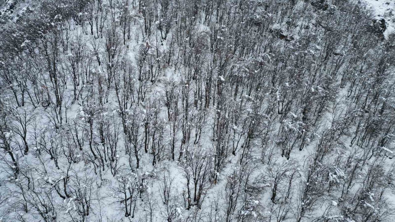Beytüşşebap'ta Meşe Ormanları Karla Kaplandı