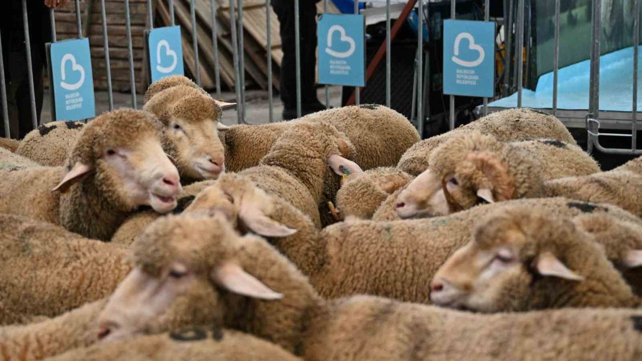 Bigadiç'te Damızlık Koç Dağıtımı ile Üreticilere Destek