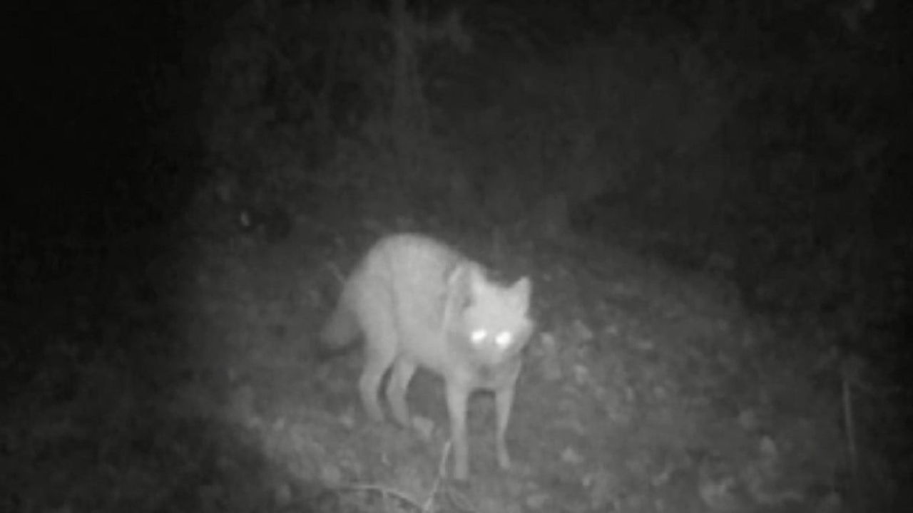 Bilecik’te Kurt ve Çakal Aynı Görüntülendi