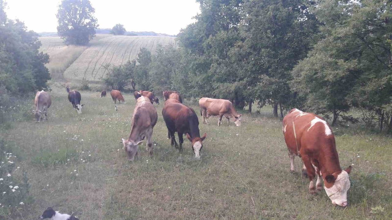 Bilecik'te Şap Hastalığı Alarmı: Hayvan Giriş-Çıkışları Durduruldu