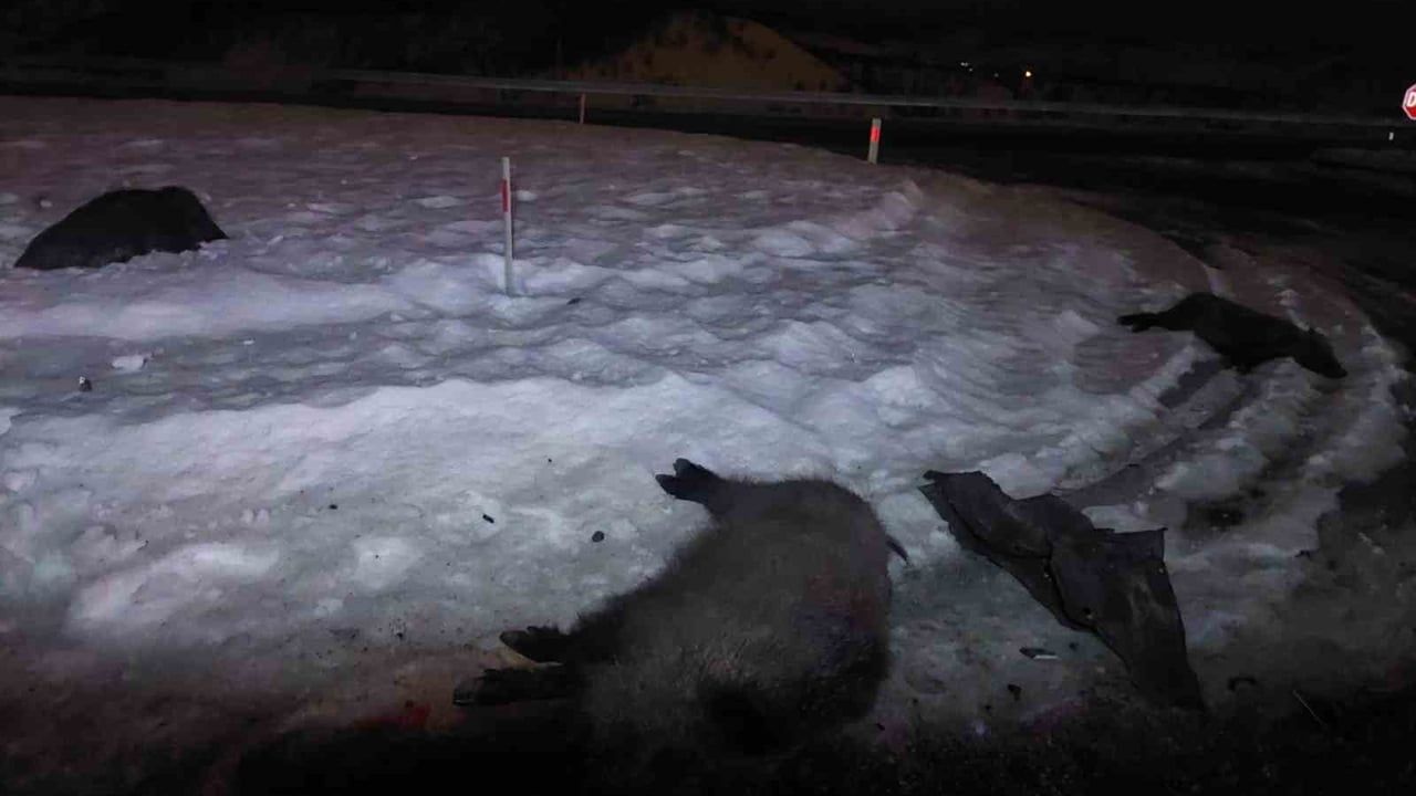 Bingöl'de Domuz Sürüsüne Çarpan Otomobilin Yol Açtığı Kaza