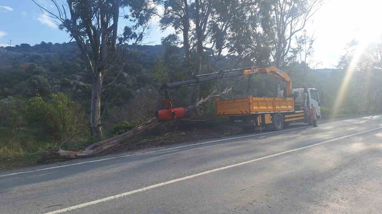 Bodrum'da Fırtına Ağaçları Devrildi