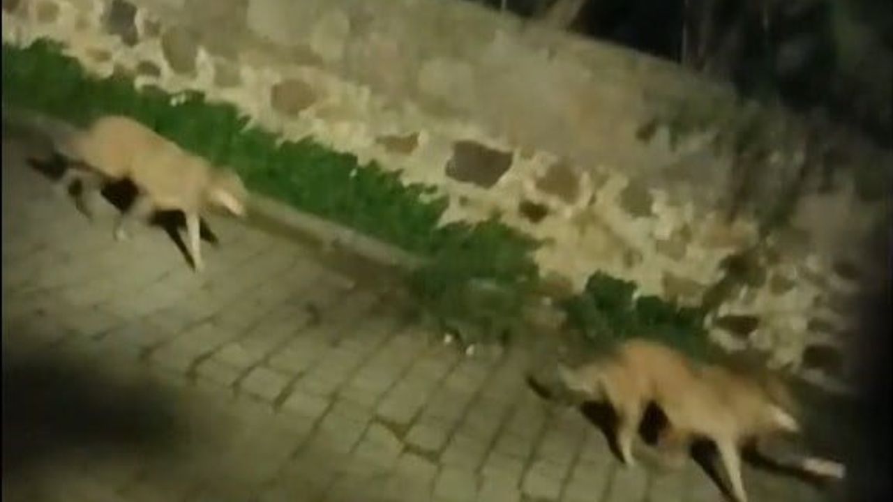 Bodrum’da Kurt Sürüsü Görüntülendi