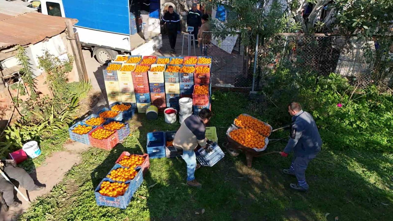 Bodrum Mandalini Türkiye'ye Dağıtılıyor