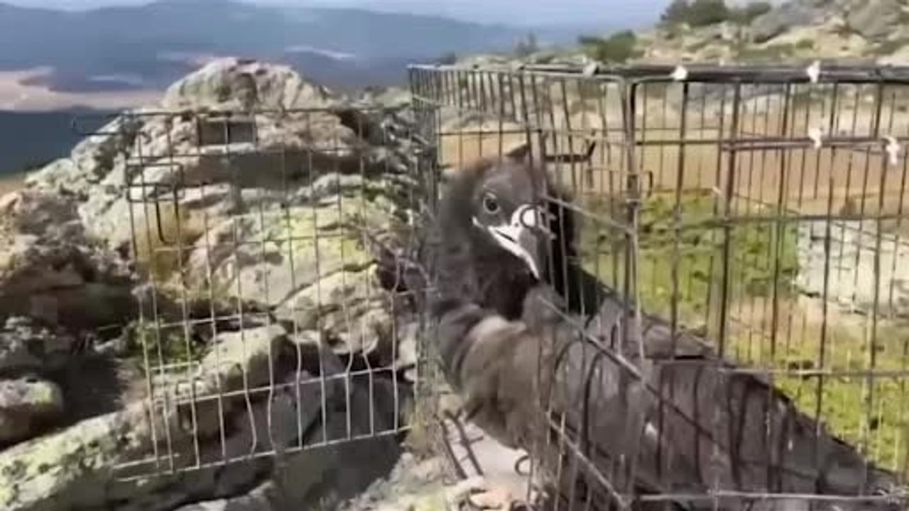 Bolu'da 132 Yaban Hayvanı Doğaya Salındı