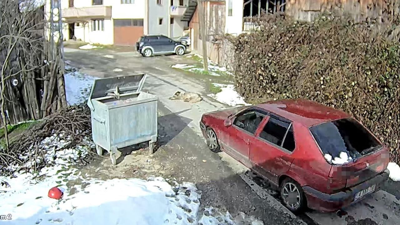 Bolu’da Bir Sürücünün Köpeği Ezmesi CCTV’ye Yansıdı
