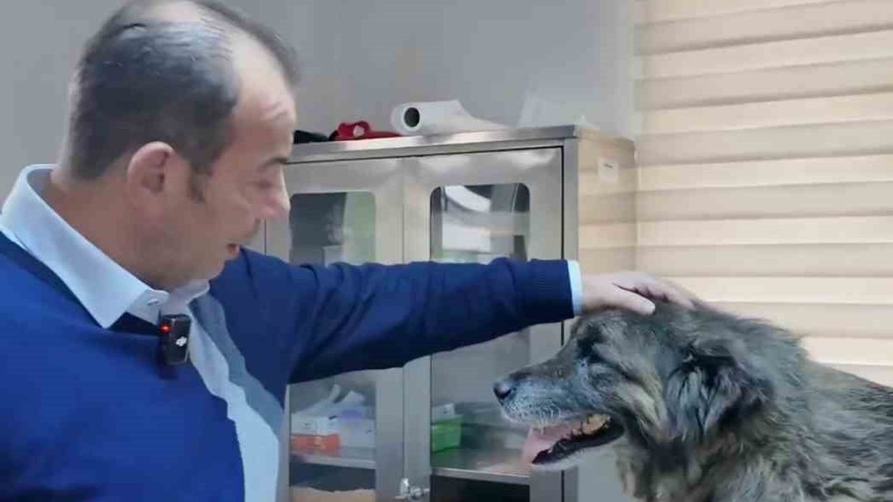 Bolu’da Köpeğe Yönelik Vahşet: 400 Saçma Bulundu