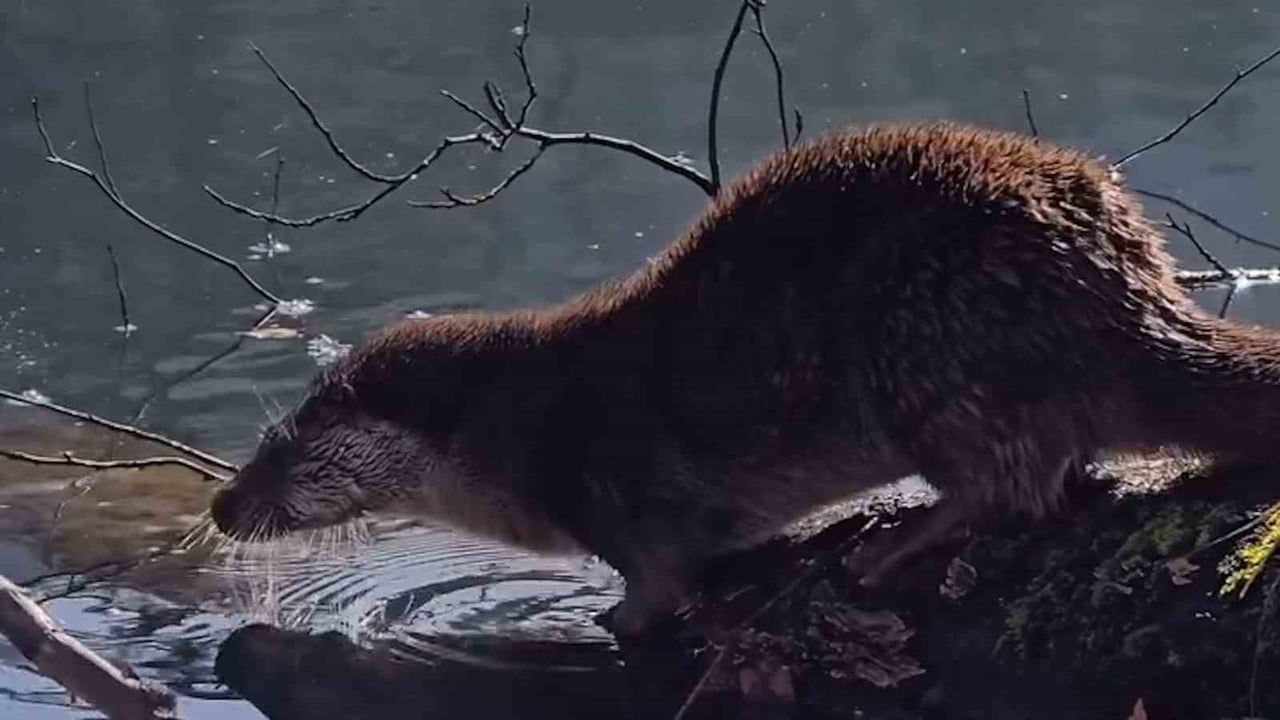 Bolu'da Nesli Tükenmekte Olan Su Samuru Görüntülendi