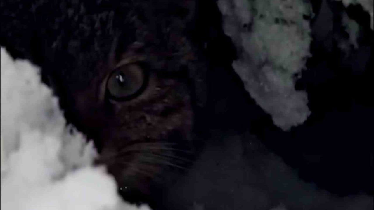 Bolu'da Yaban Kedisi Görüntülendi