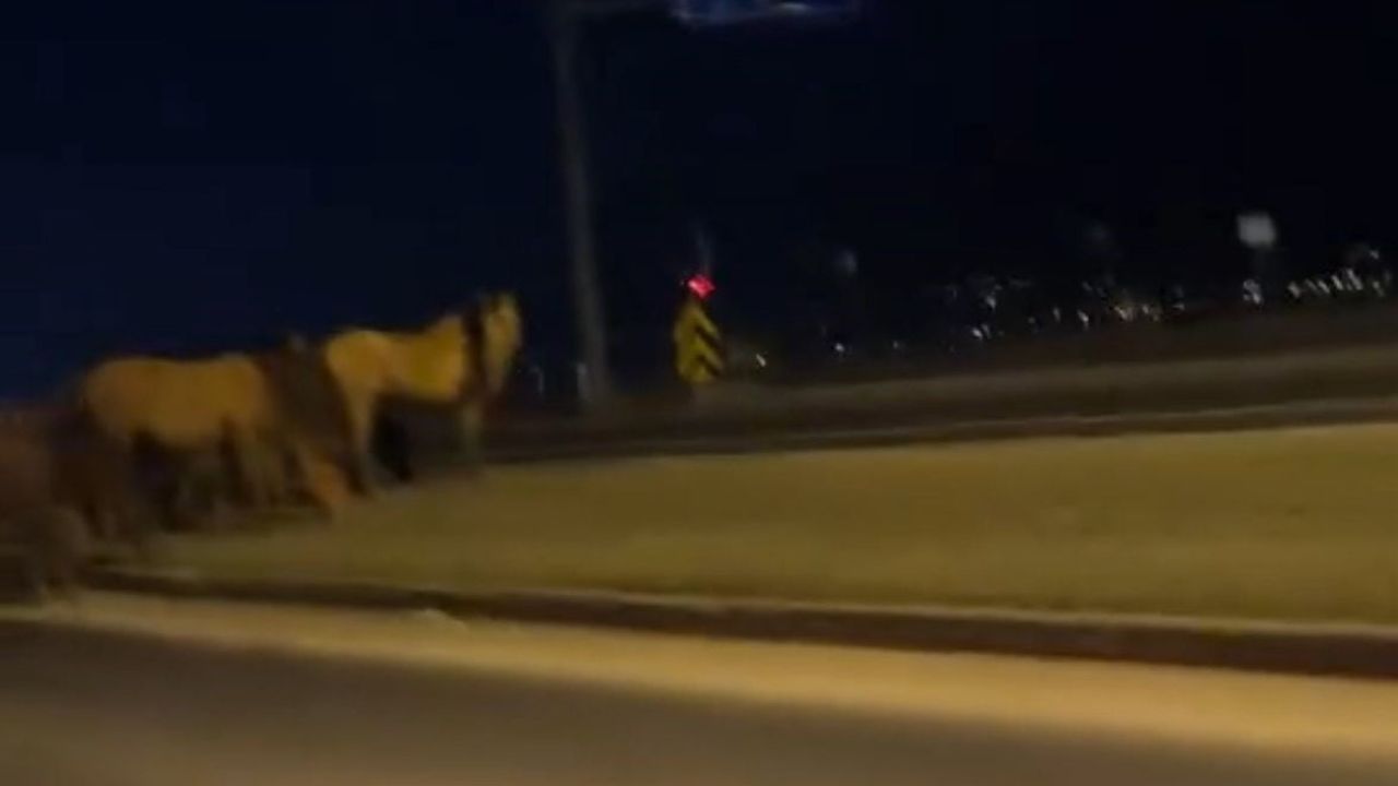 Bolu'da Yılkı Atları D-100 Kara Yoluna İndi