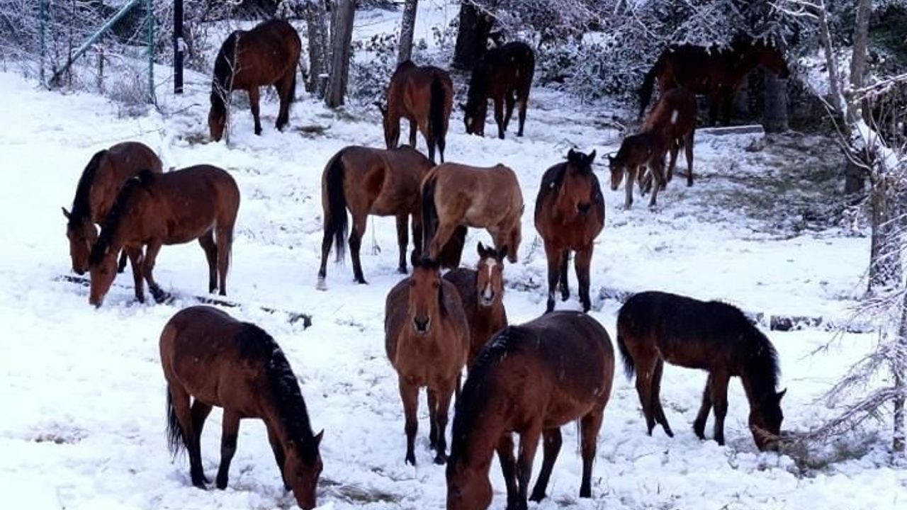Bolu'da Yılkı Atlarına Yardım Eli Uzandı
