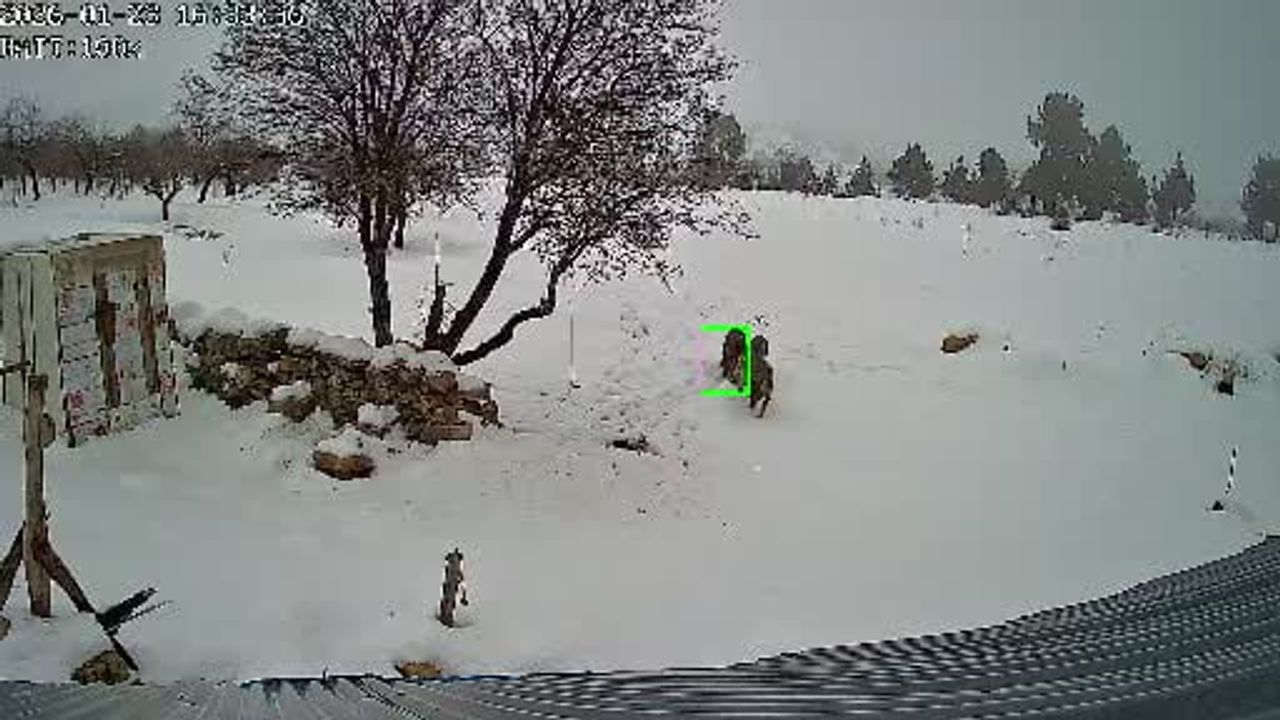 Bozyazı'da Kurtlar Köye İndi: Güvenlik Kameralarındaki Anlar