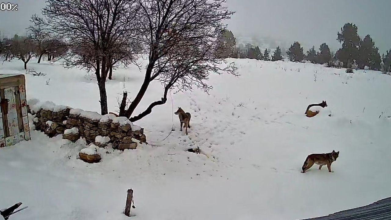 Bozyazı'da Kurtlar Yerleşim Alanında Görüntülendi
