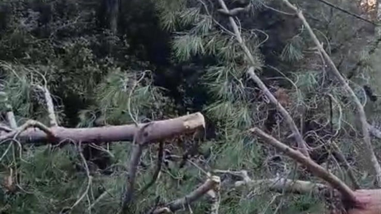 Buldan'da Fırtına Sonrası Ağaç Devri