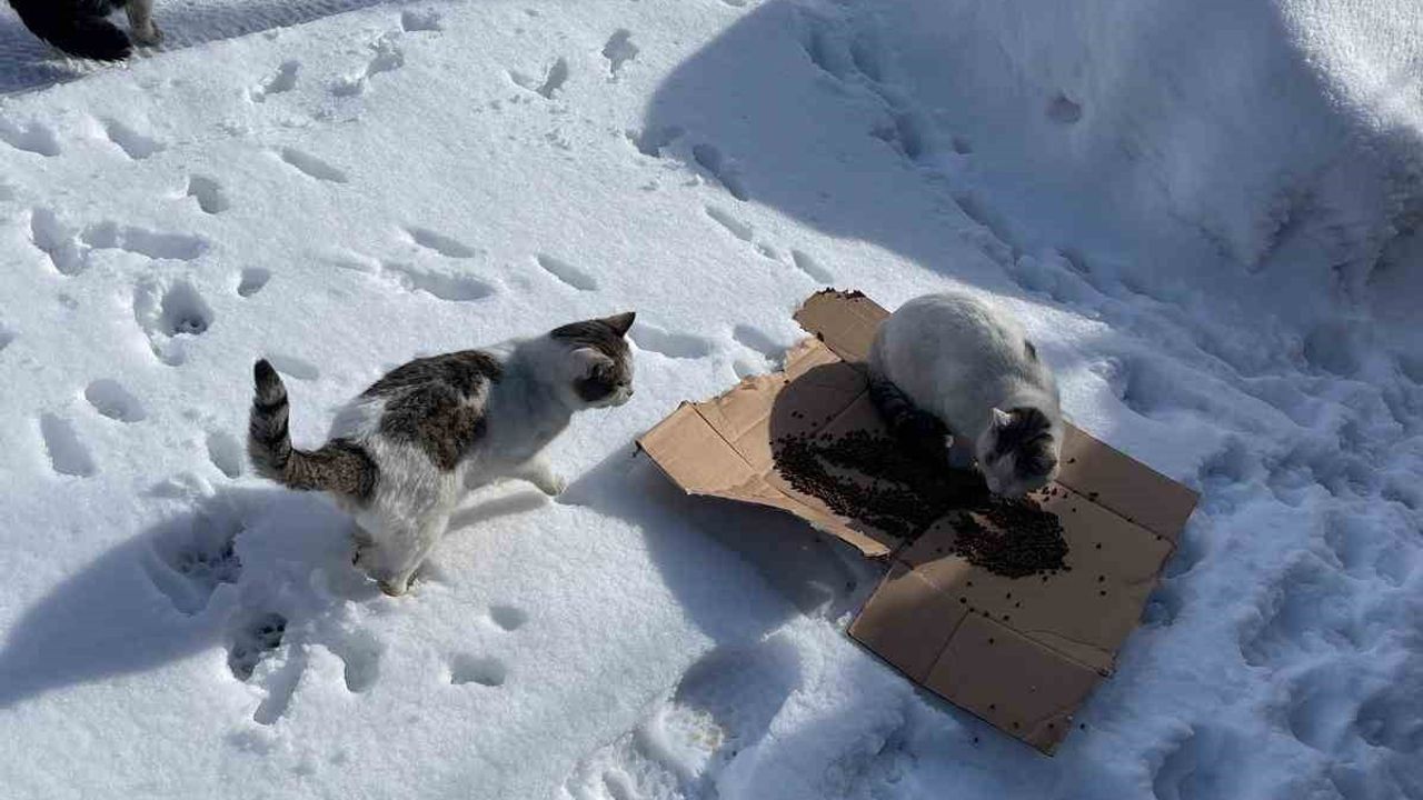 Bünyan Belediyesi'nden Sokak Hayvanlarına Destek