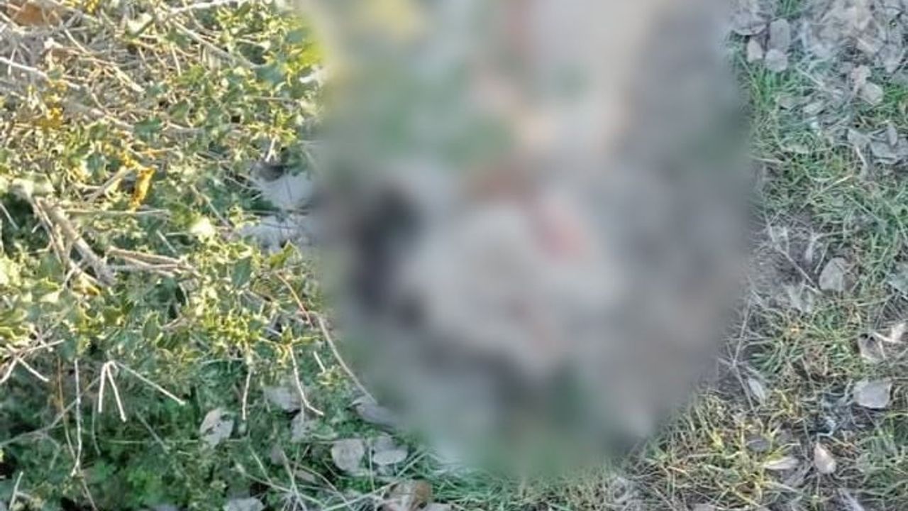 Burdur Valiliği'nden Köpeklerin Ölümüyle İlgili Açıklama