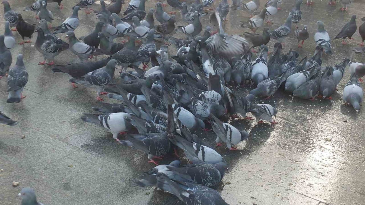 Burhaniye'de İmece ile Güvercinlere Besleme Geleneği