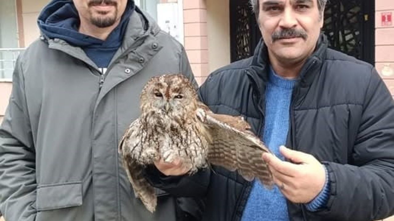 Burhaniye'de Soğuk Hava Yaban Hayvanlarını Olumsuz Etkiliyor