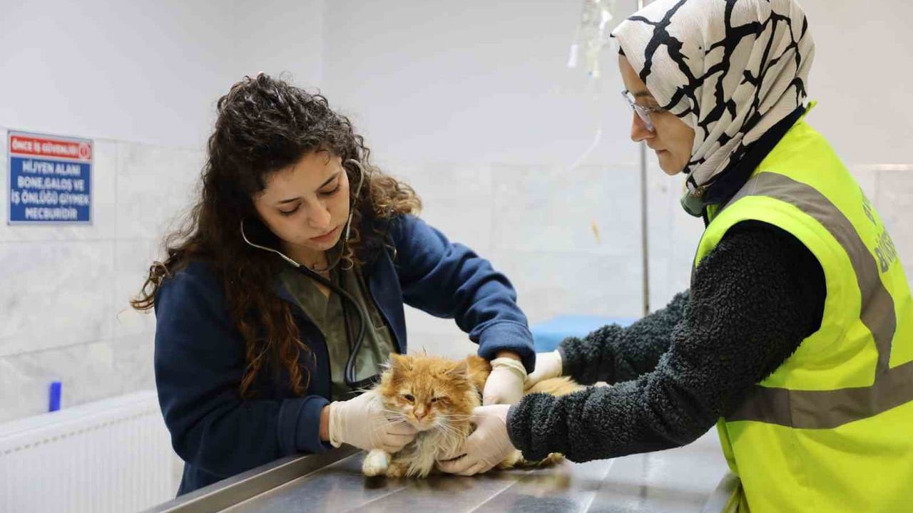 Bursa Büyükşehir Belediyesi'nin Can Dostları İçin Projeleri