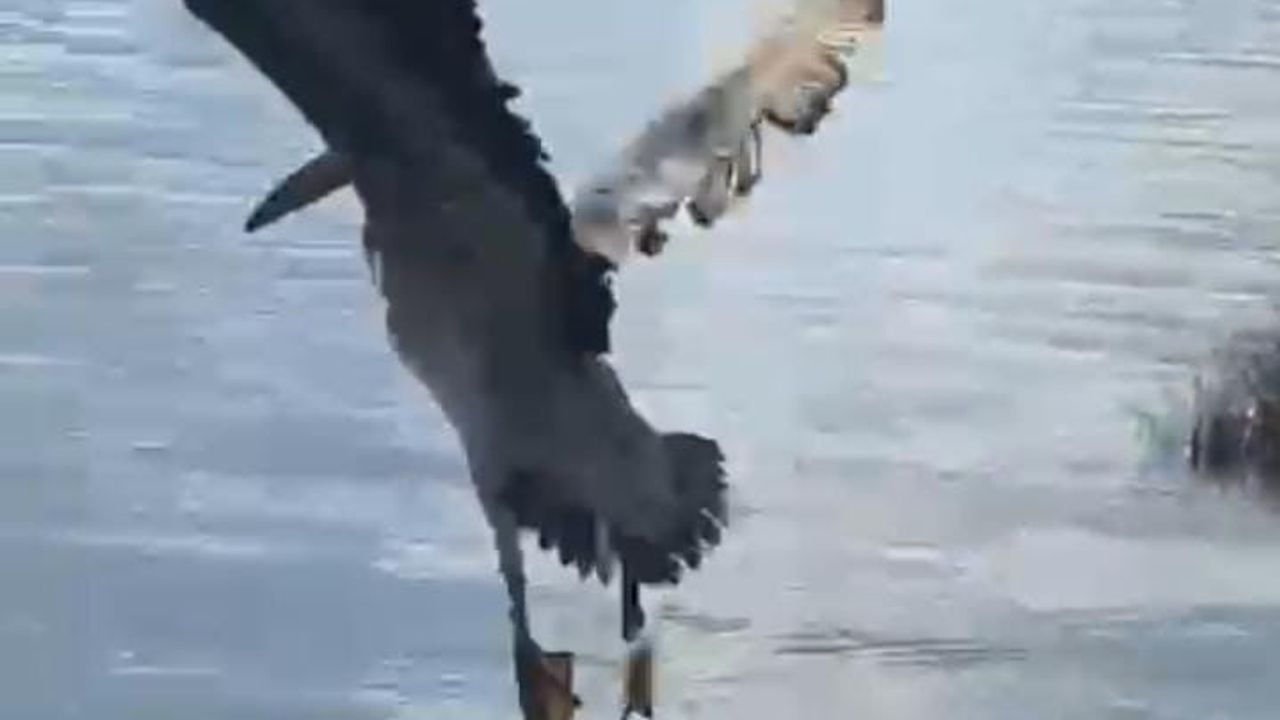 Bursa'da Ak Pelikan Nature's Embrace