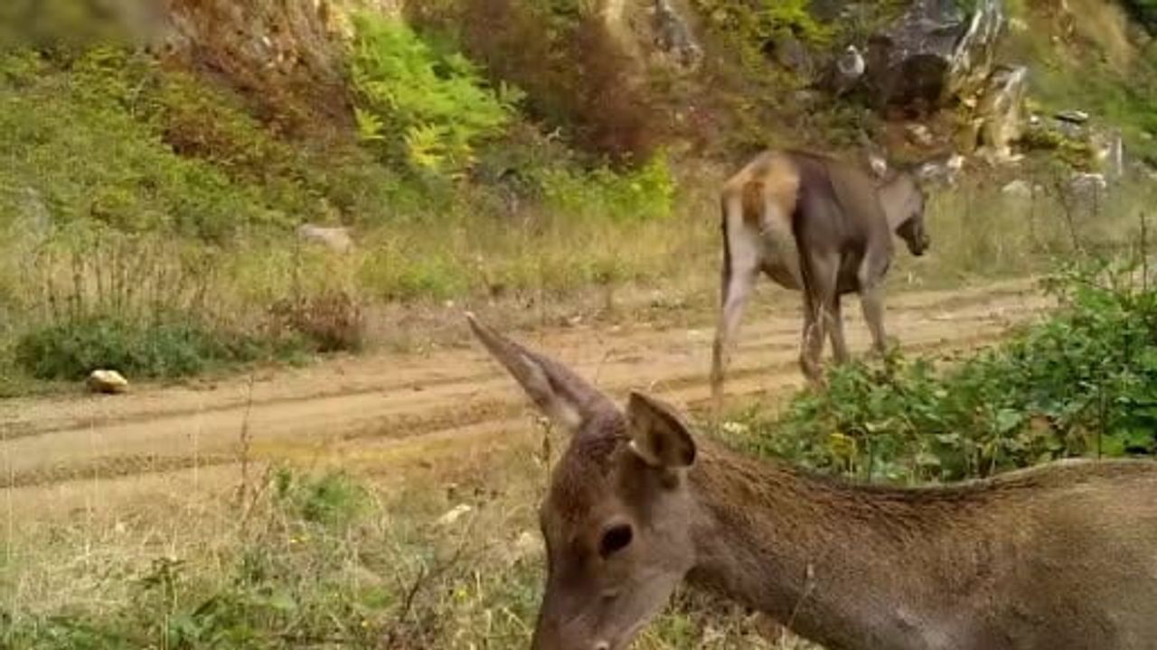 Bursa'da Kızıl Geyiklerin Doğal Yaşamı Fotokapanlarla Kaydedildi