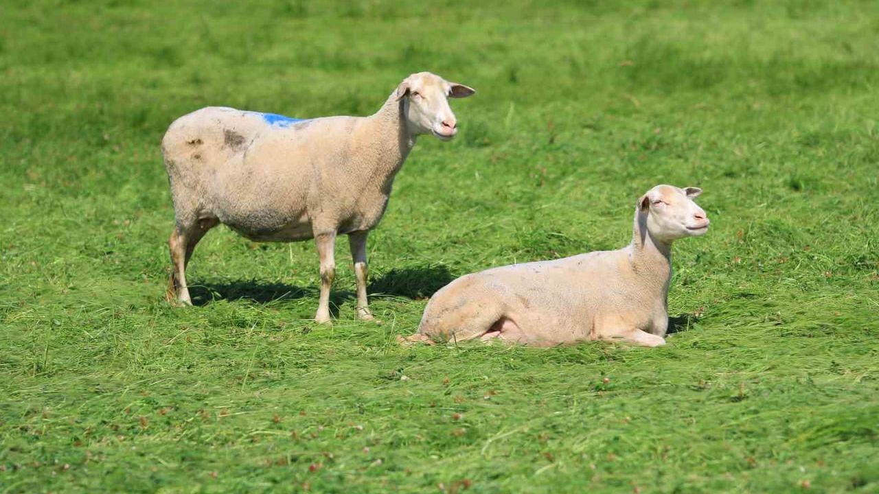 Bursa'da Küçükbaş Hayvancılığına Destek Projesi