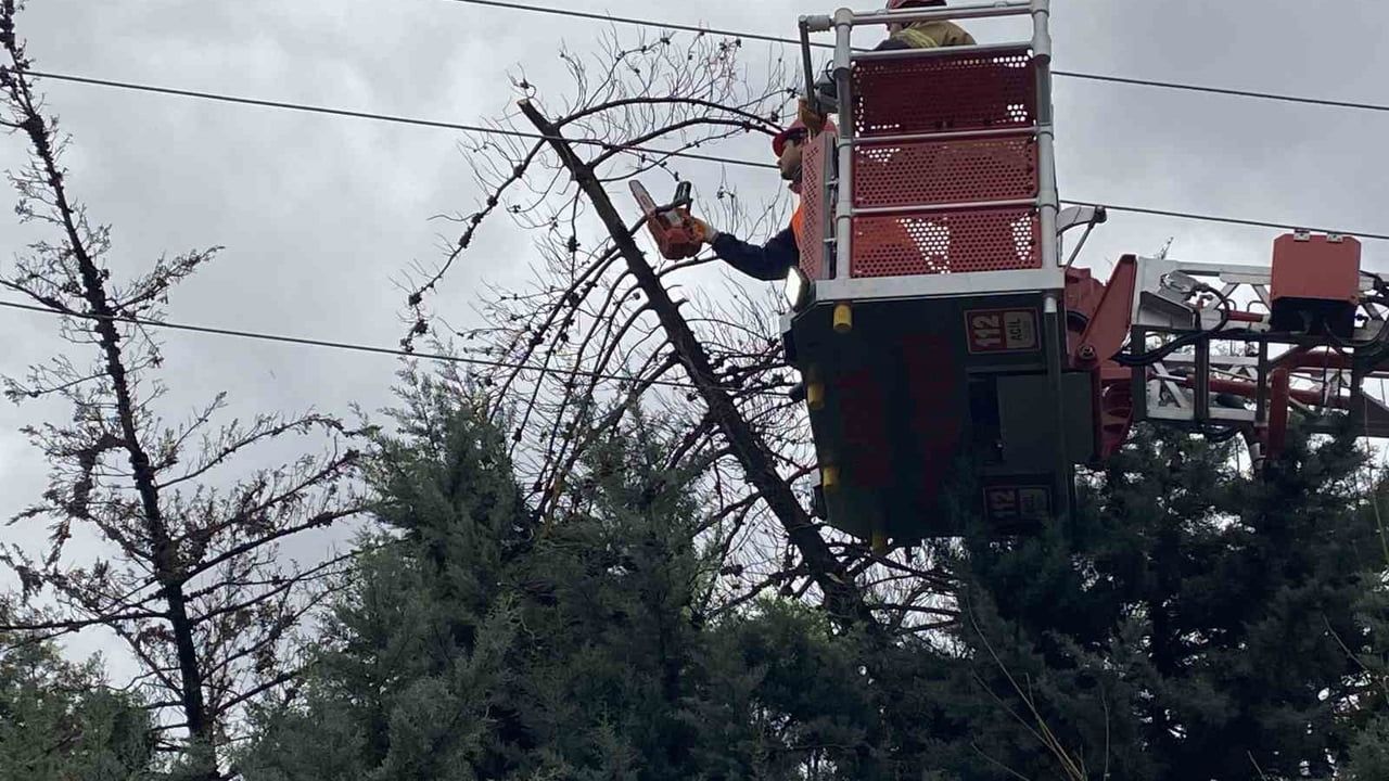 Bursa'da Lodos Nedeniyle Ağaç Devrildi, Elektrik Hatları Zarar Gördü