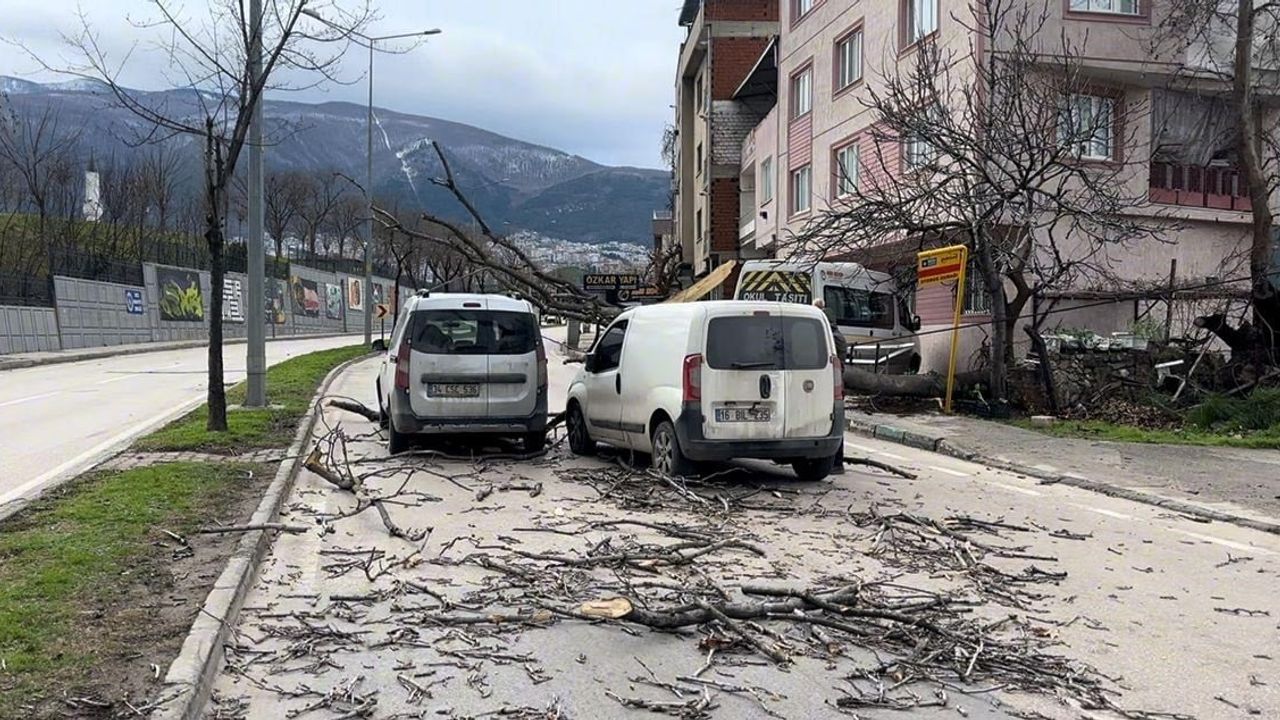 Bursa'da Lodosun Etkisi: Ağaçlar Araçların Üzerine Düştü