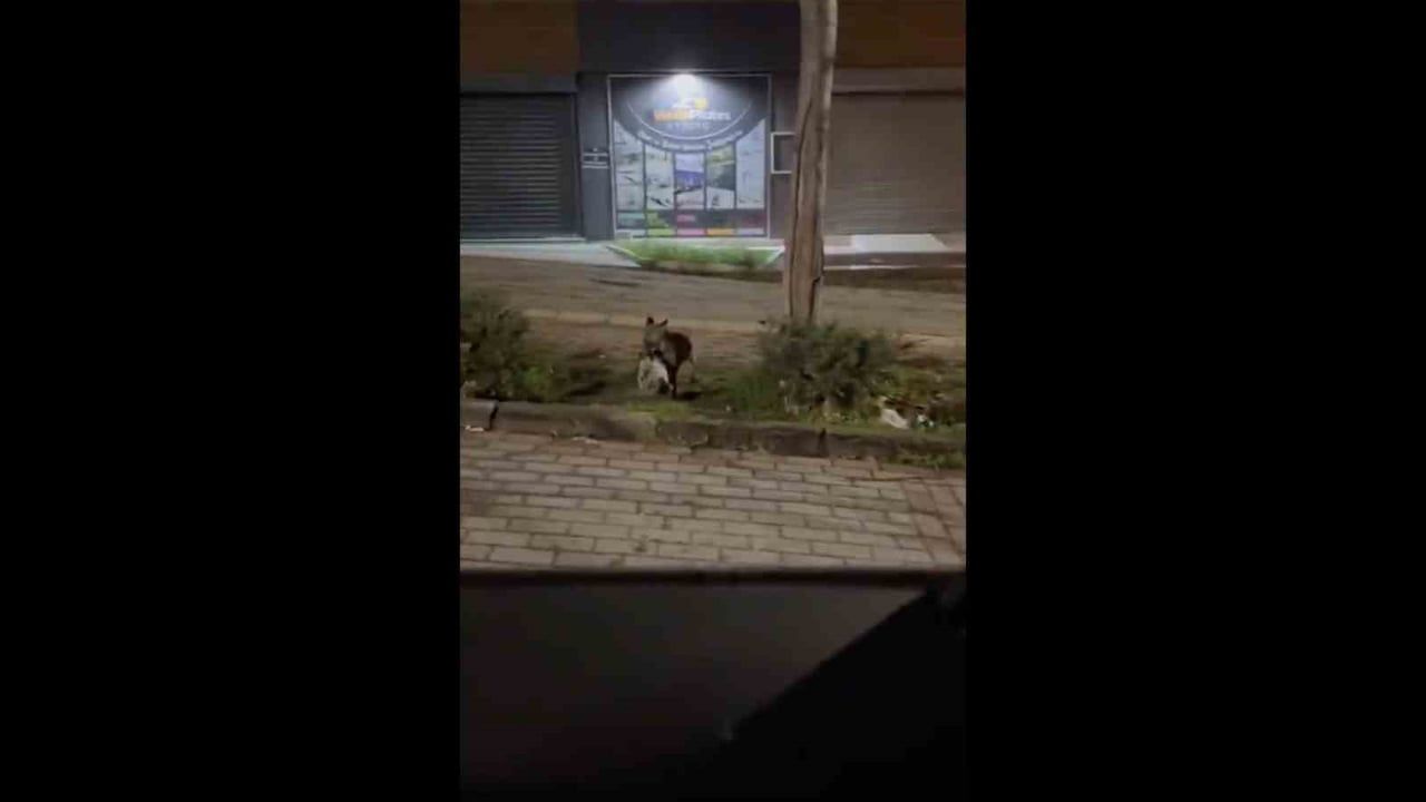 Bursa'da Tilki ve Kedi Görüntüsü Sosyal Medyada Gündem Oldu