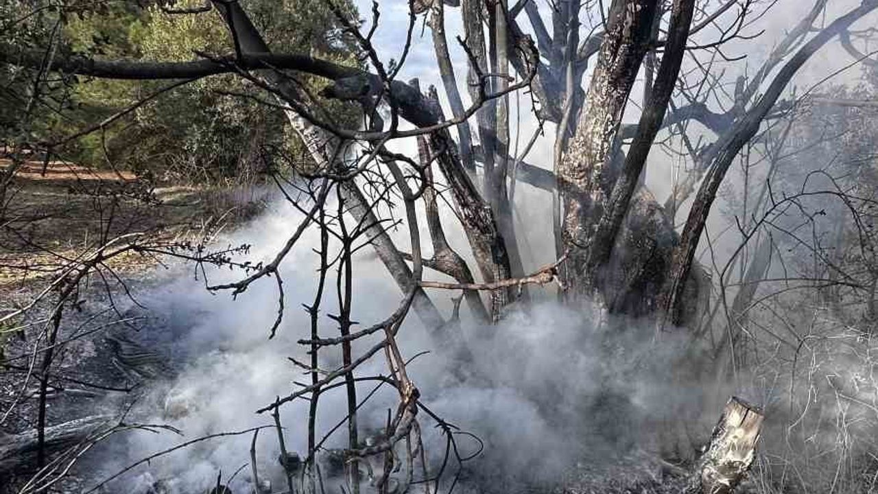 Bursa'daki Çalı Yangını Kontrol Altına Alındı
