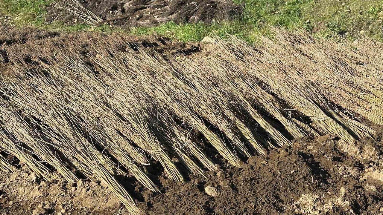 Bursa’dan Dünyaya Meyve Bahçesi İmzası