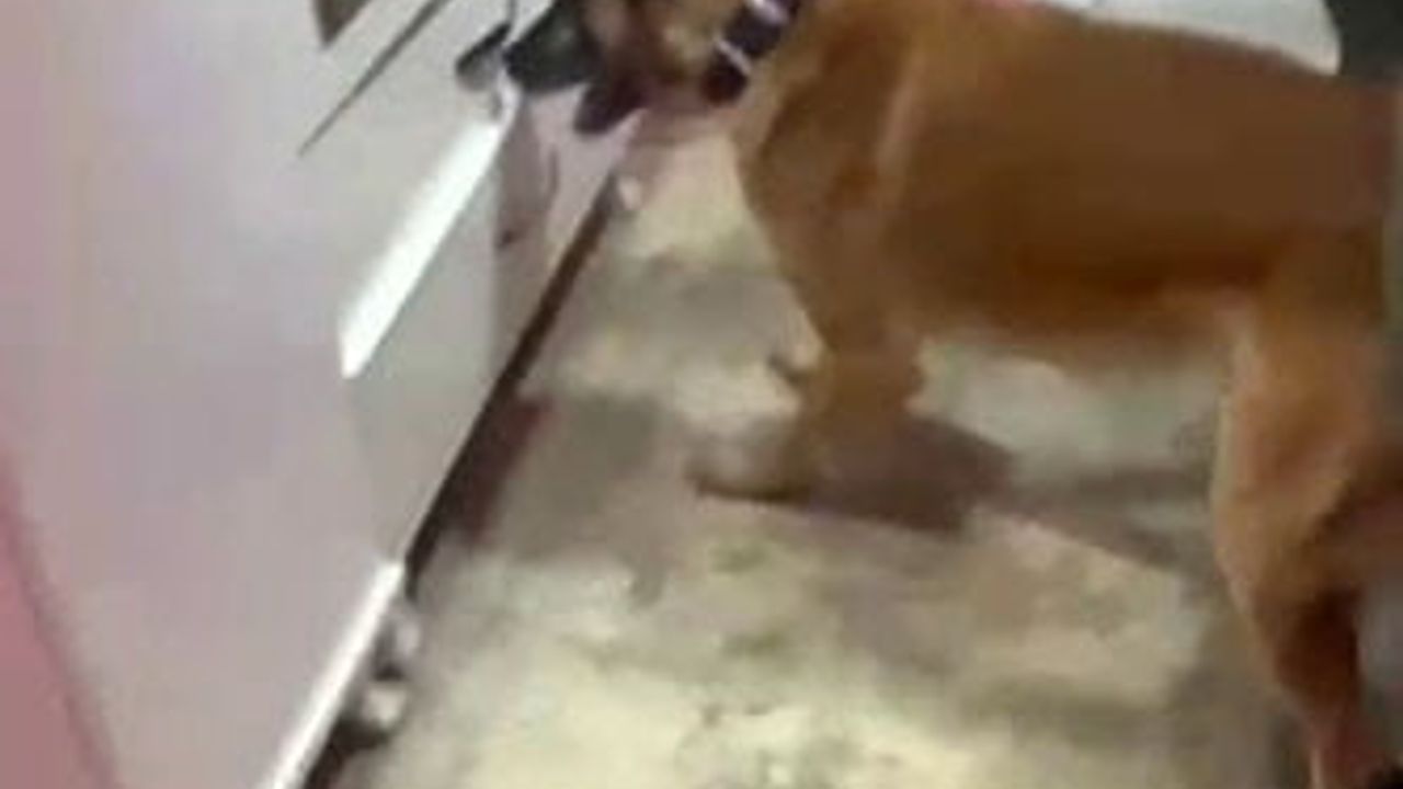 Bursa Osmangazi'de Uyuşturucu Operasyonu: Çok Sayıda Ele Geçirildi