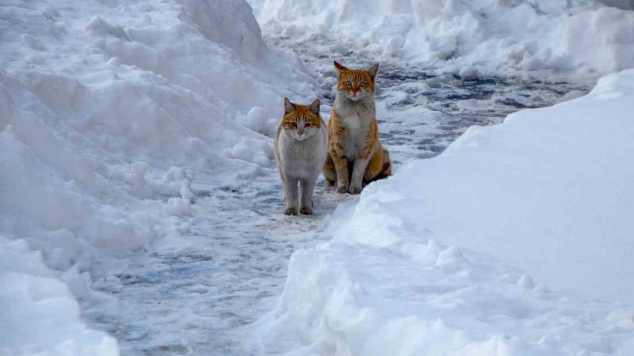 Buzlanma ve Don Olayına Dikkat!