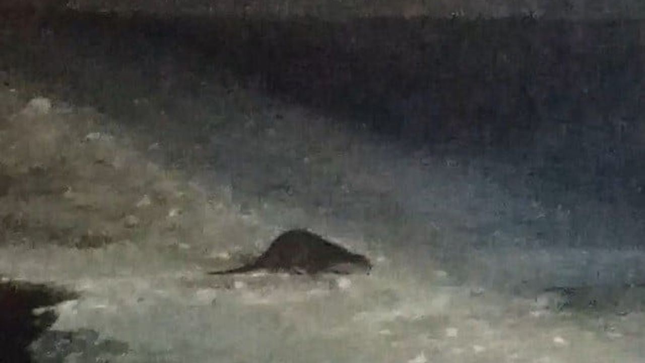 Buzlu Çoruh Nehri'nde Su Samuru Görüntülendi