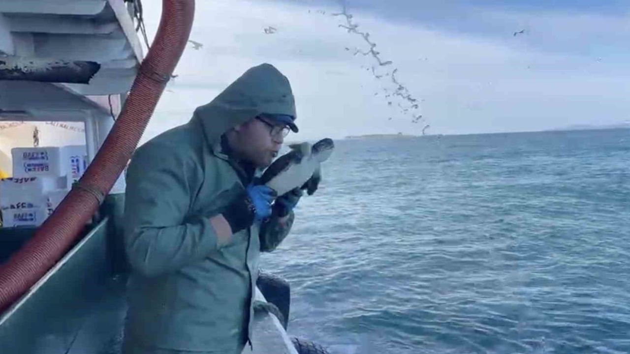 Çanakkale'de Balıkçılar Caretta Caretta'yı Kurtardı