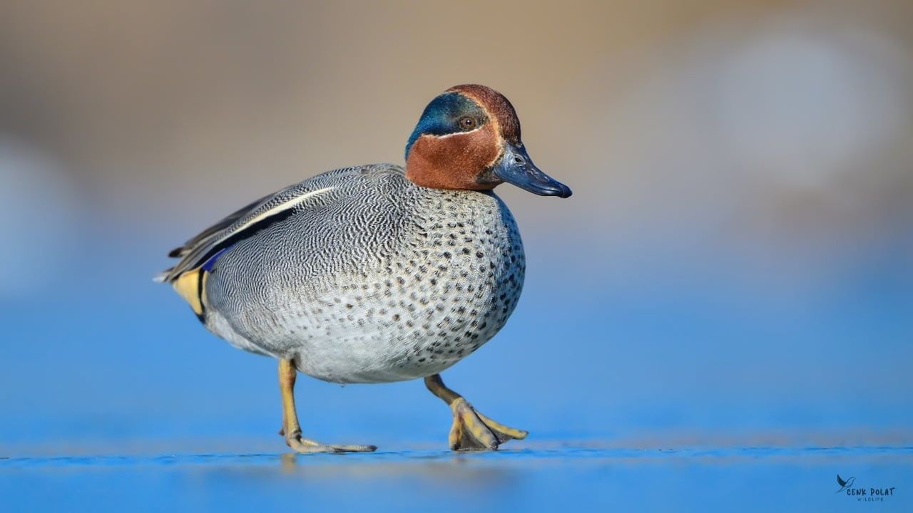 Çanakkale'de Kış Ortası Su Kuşu Sayımları Yapıldı