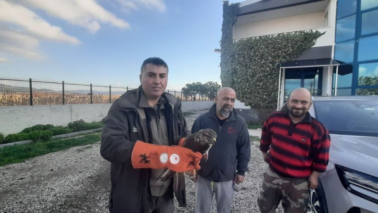 Çanakkale'de Yaralı Şahin Koruma Altına Alındı