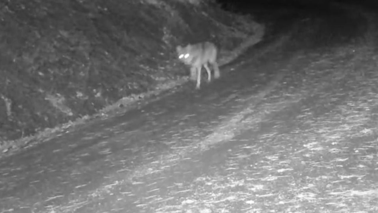 Çankırı'da Yaban Hayvanlarının Kış Yaşamı