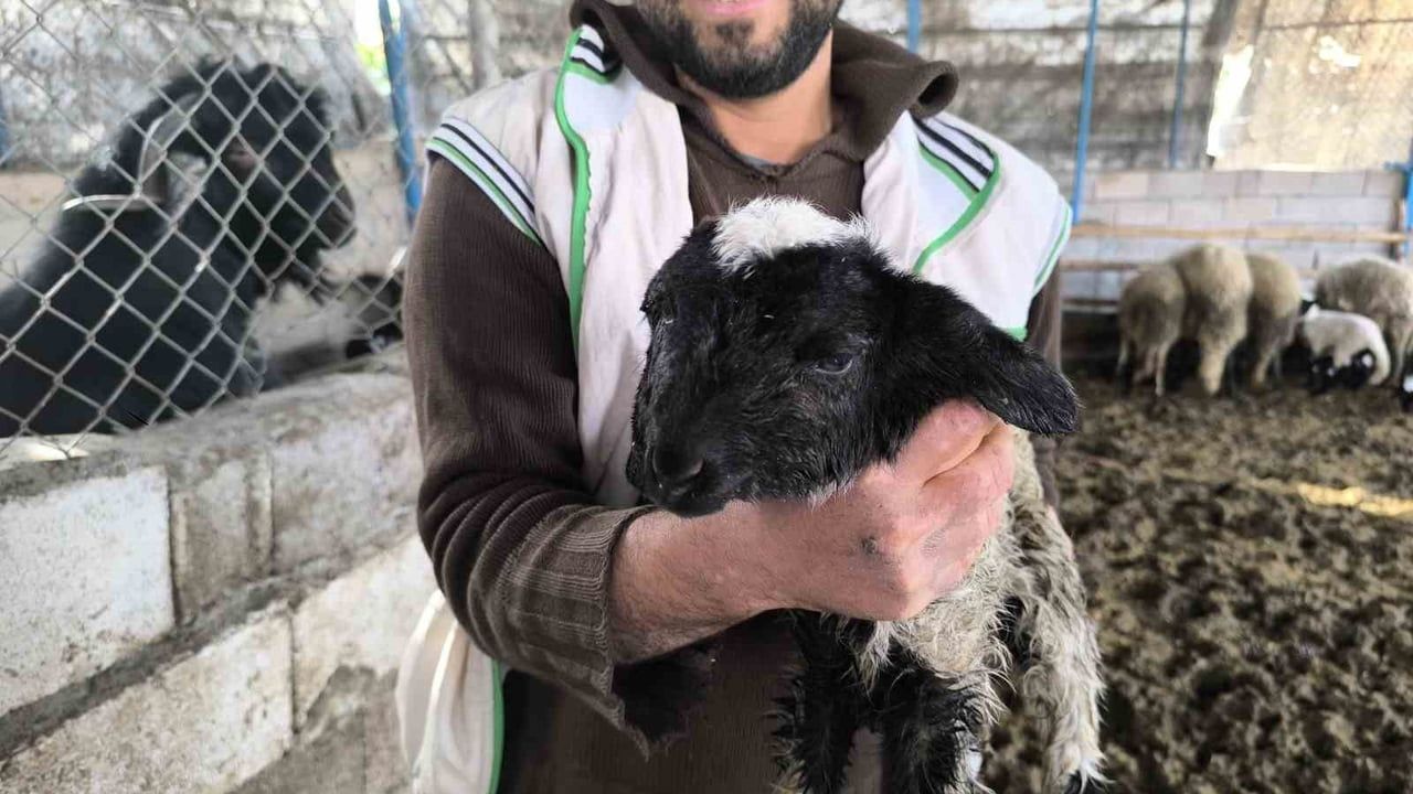 Çift Başlı Kuzu Hayata Tutundu