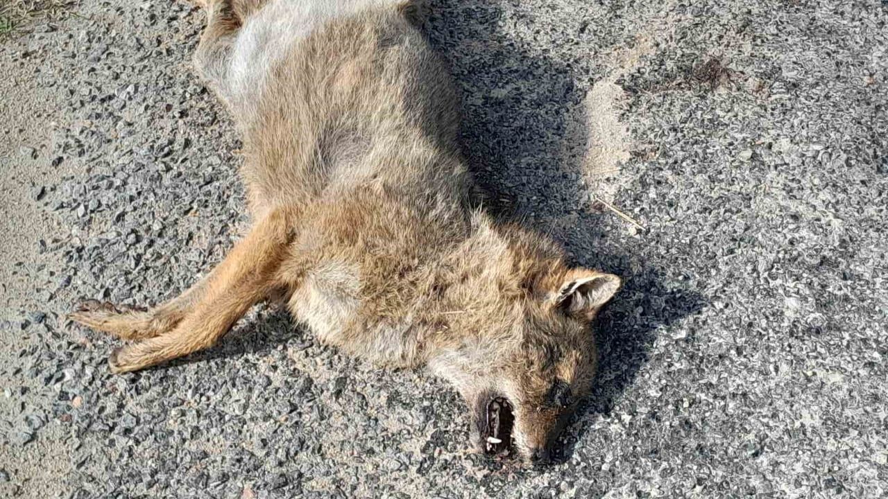Çine'de Aracın Çarptığı Tilki Hayatını Kaybetti