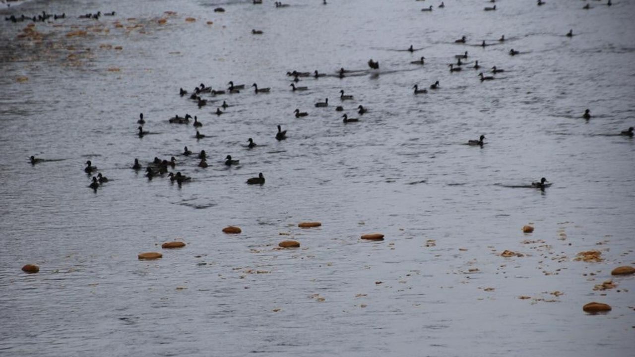 Çoruh Nehri'nde Yeşilbaşlı Ördek Festivali