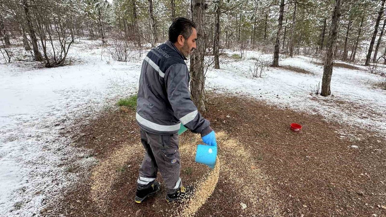 Çorum Belediyesi Yaban Hayvanlarını Unutmuyor