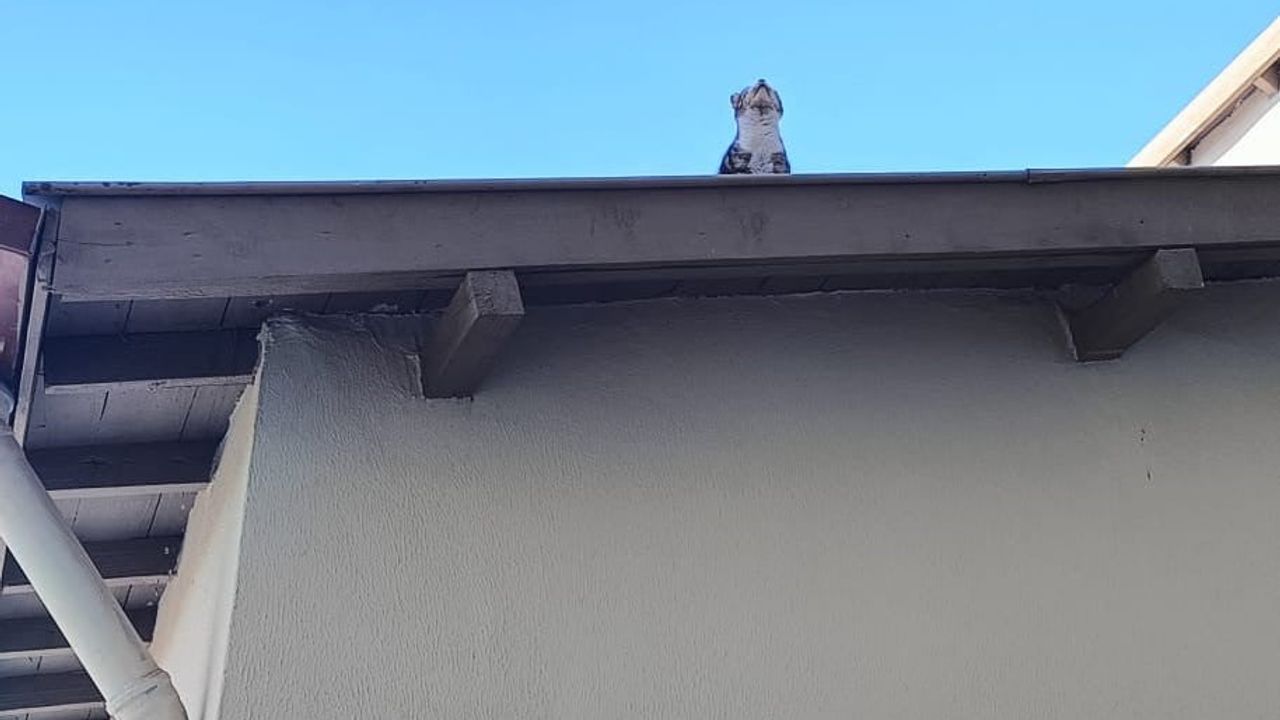 Çorum'da Mahsur Kalan Kedi İtfaiye Tarafından Kurtarıldı