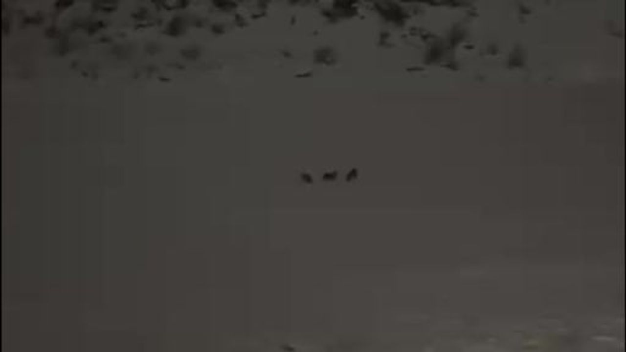 Çukurca'da Kurt Sürüsü Görüntülendi